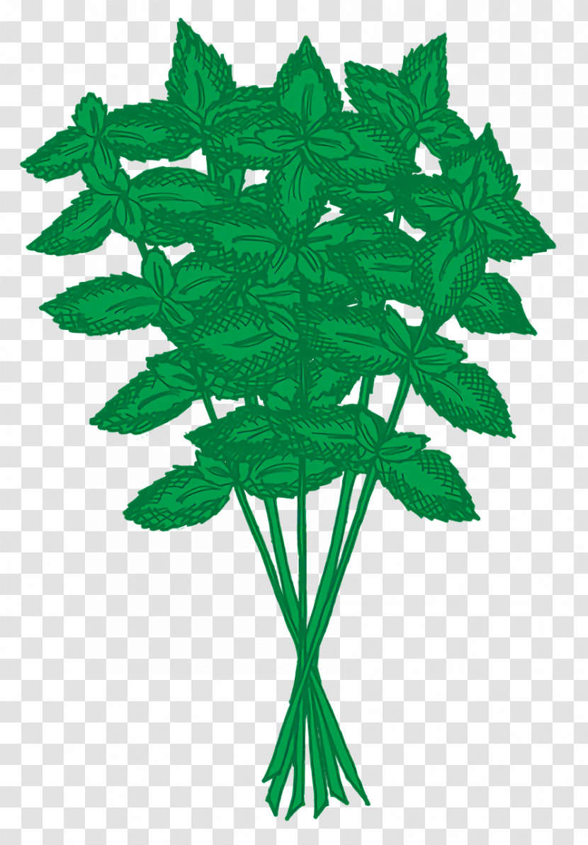 Basil Herb Thai Basil Fines Herbes Herbaceous Plant Transparent PNG
