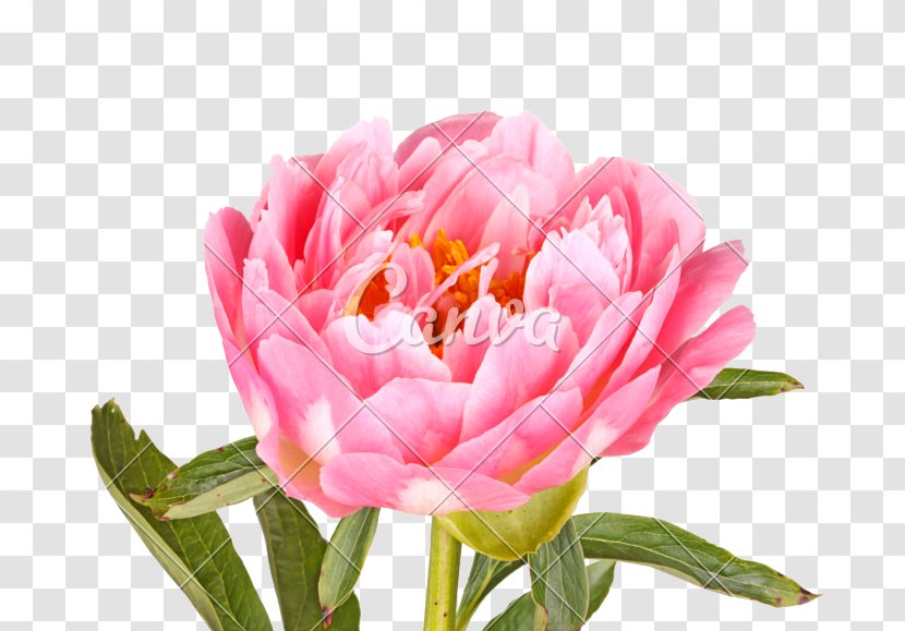 Peony Photography Paeonia Lactiflora Flower Leaf - Maa Transparent PNG