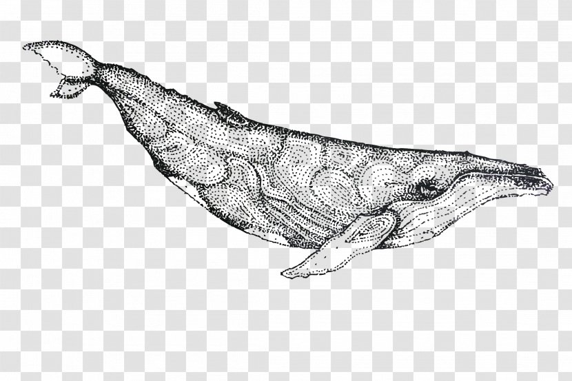 Dolphin Whale Porpoise Drawing - Organism - Vector Painted Transparent PNG