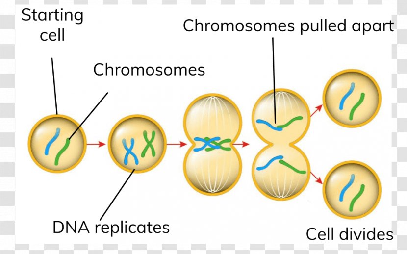 Mitosis Cell Division Meiosis - Cycle Transparent PNG