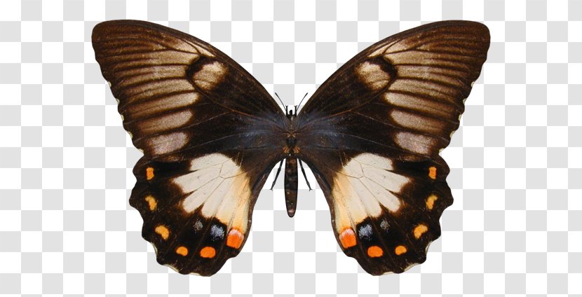Monarch Butterfly Papilio Aegeus Black Swallowtail - Arthropod Transparent PNG