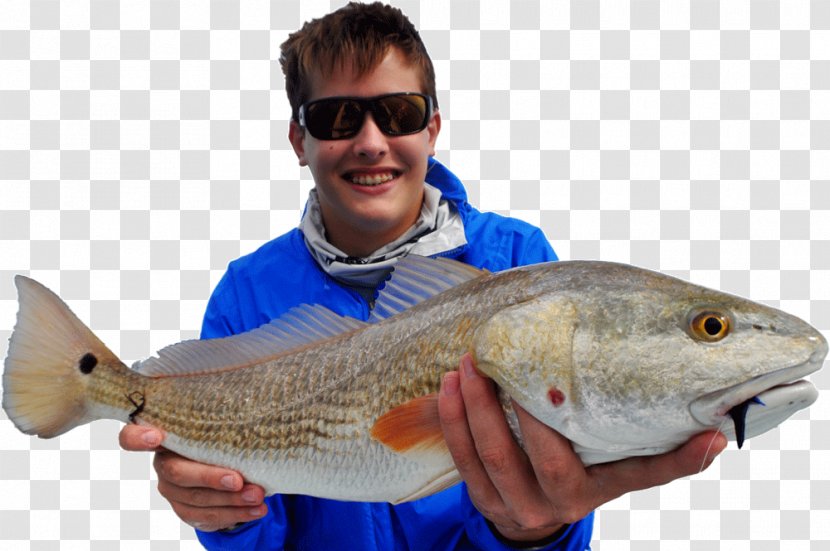 Mosquito Lagoon New Smyrna Beach Fly Fishing Red Drum - Jigging Transparent PNG