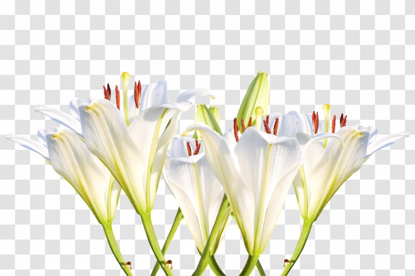 Image Cut Flowers White Clip Art - Flowering Plant - Flower Transparent PNG