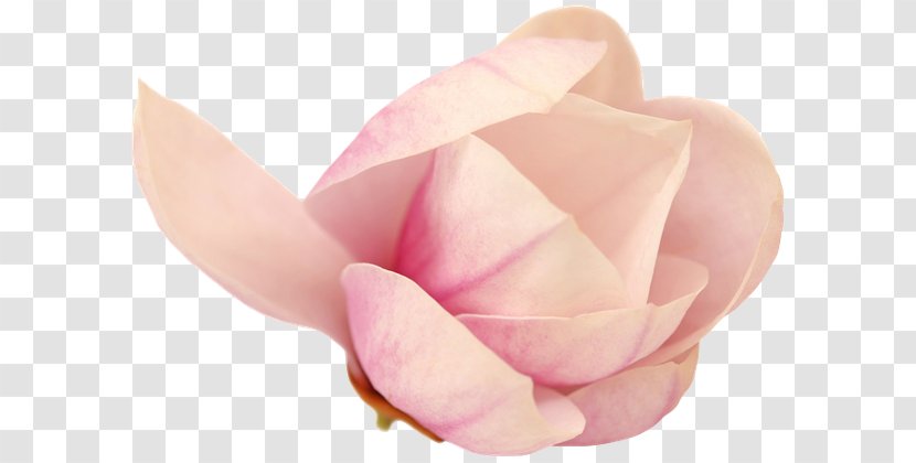 Garden Roses Cut Flowers Pink M Petal - Rose Transparent PNG