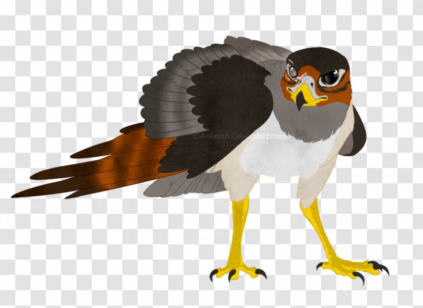 Hawk DeviantArt Bird Grey Parrot - Eagle Transparent PNG