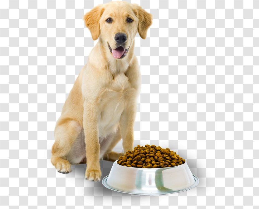 Dog Food Cat Pet Grooming - Show Transparent PNG