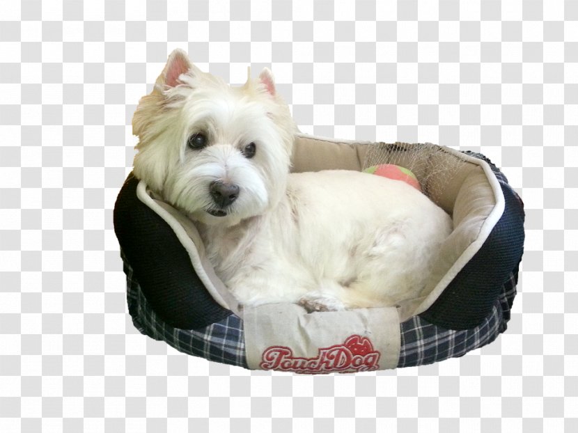 Dog Breed West Highland White Terrier Puppy Companion Collar - Carnivoran Transparent PNG