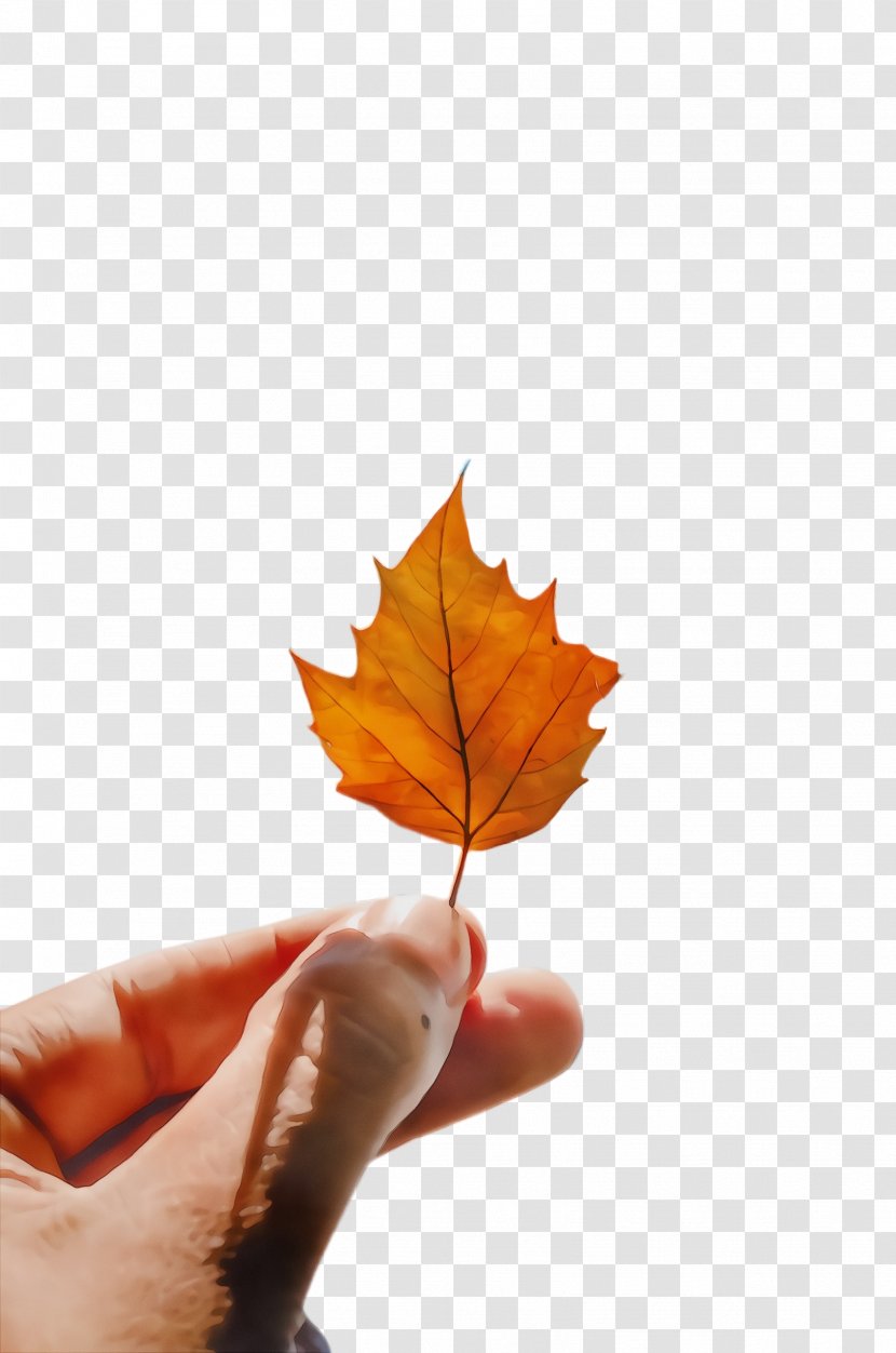 Maple Leaf - Plane - Deciduous Transparent PNG