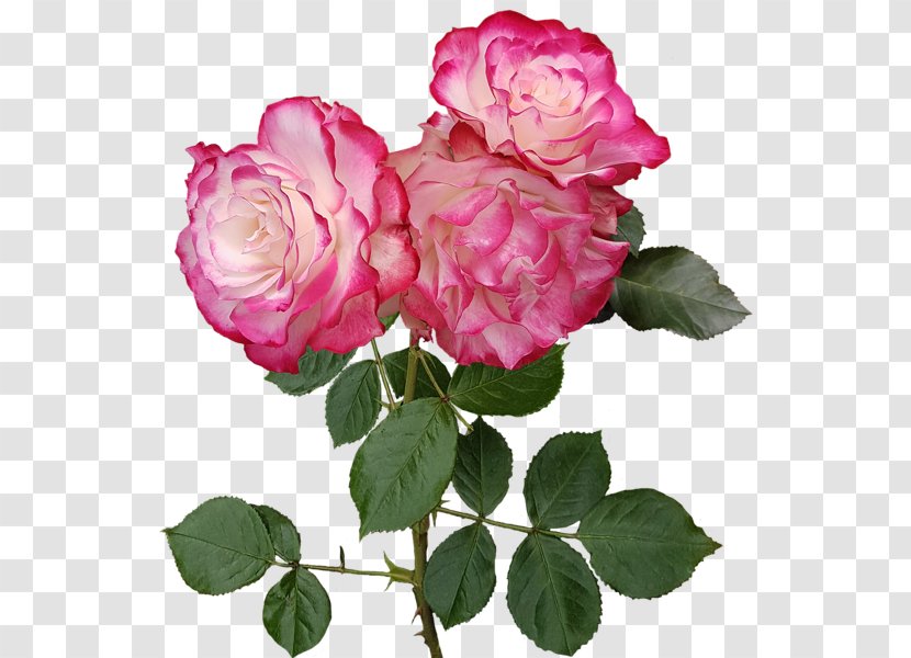 Garden Roses Cabbage Rose French Floribunda - Rosa Centifolia - Flower Transparent PNG