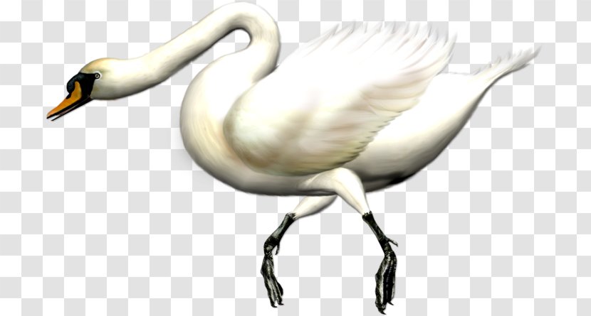 Cygnini Swan Goose Duck Domestic Transparent PNG