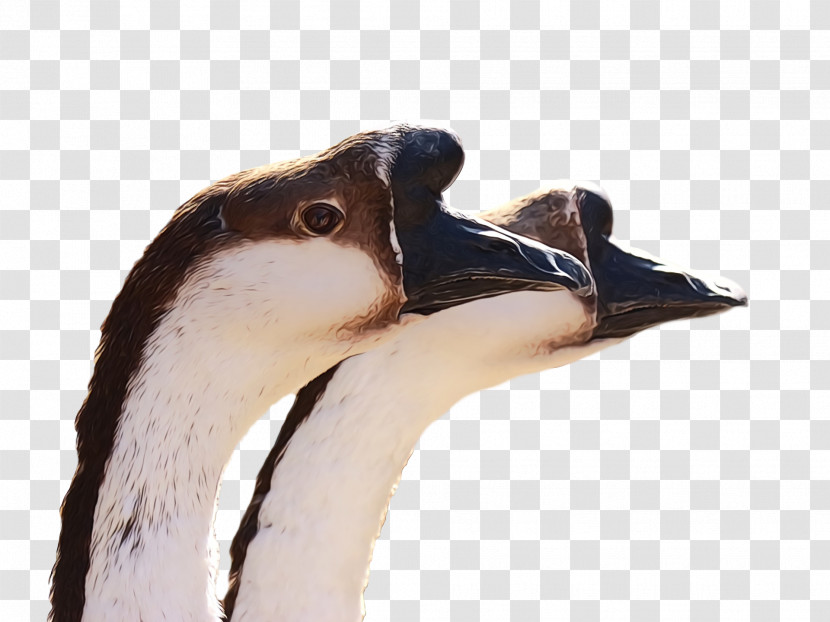 Bird Beak Water Bird Neck Goose Transparent PNG