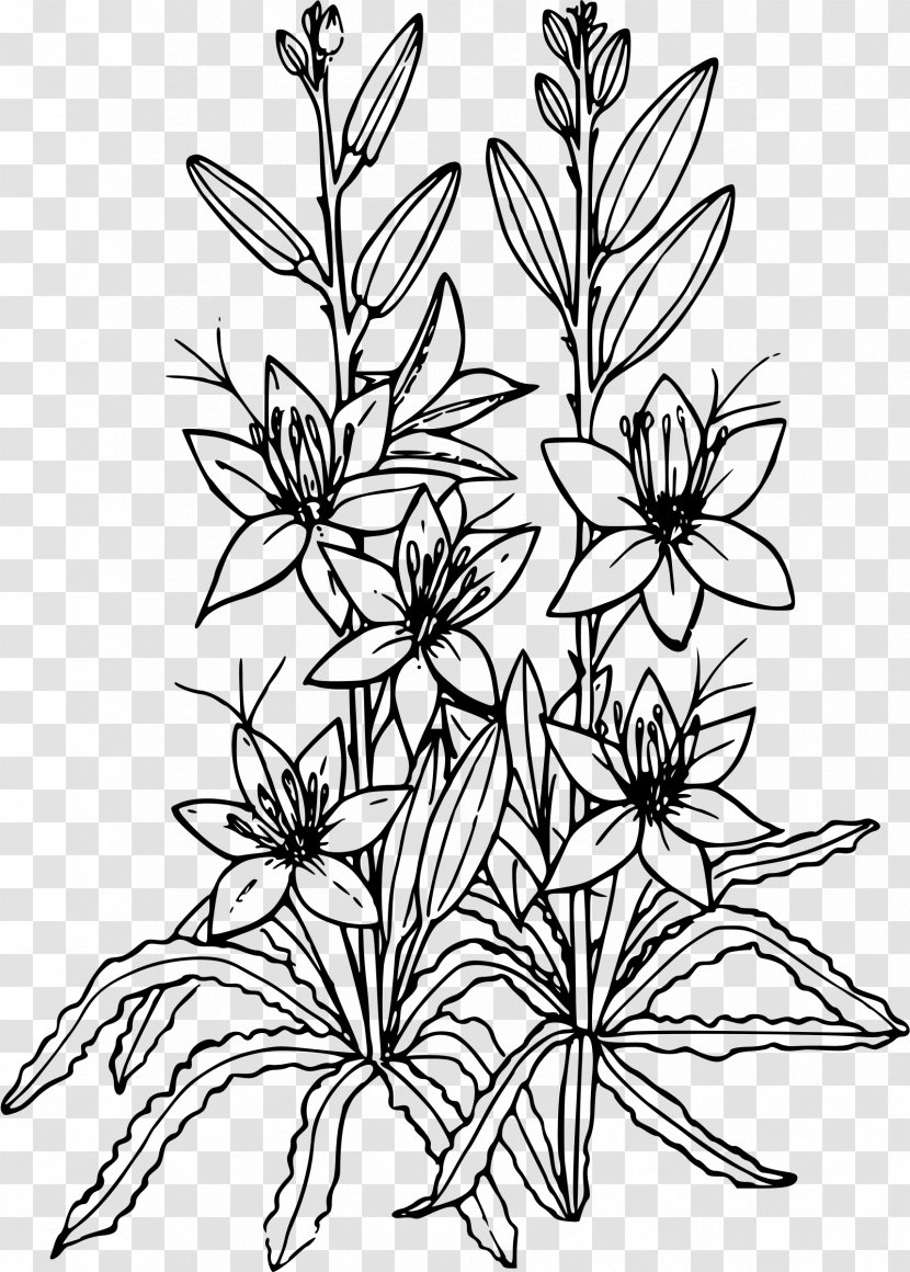 Desert Easter Lily Drawing Clip Art - Plant Stem - Lilies Clipart Transparent PNG