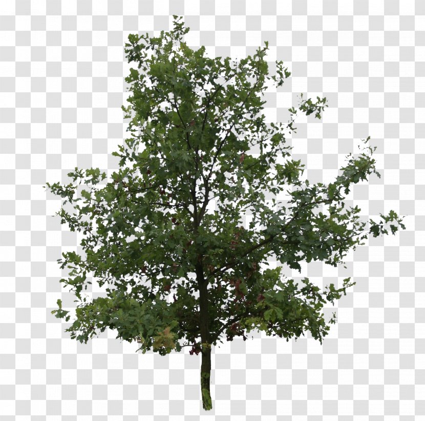 English Oak Southern Live Tree Northern Red Plant - Leaf Transparent PNG