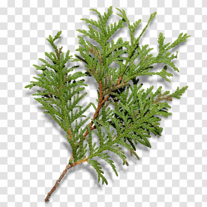 Christmas Tree Fir Branch - Cupressus - Branches Transparent PNG