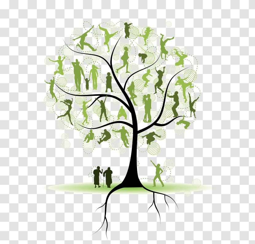 Genealogy Family Tree Ancestor - Woody Plant Transparent PNG