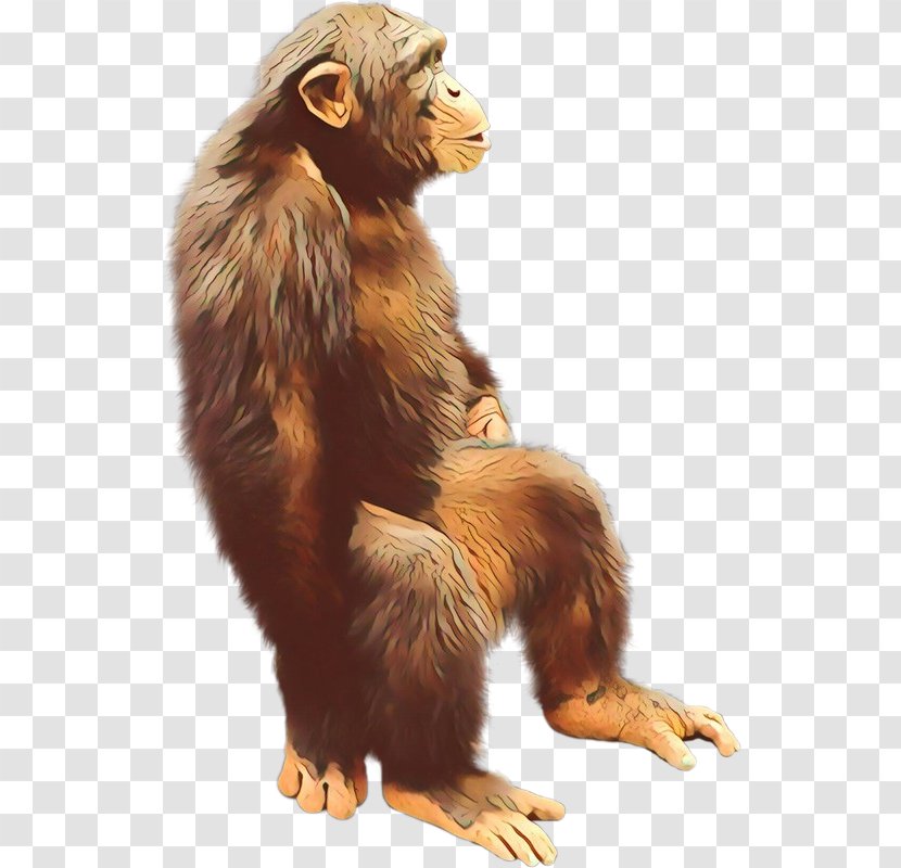 Golden Background - Cartoon - Macaque Old World Monkey Transparent PNG