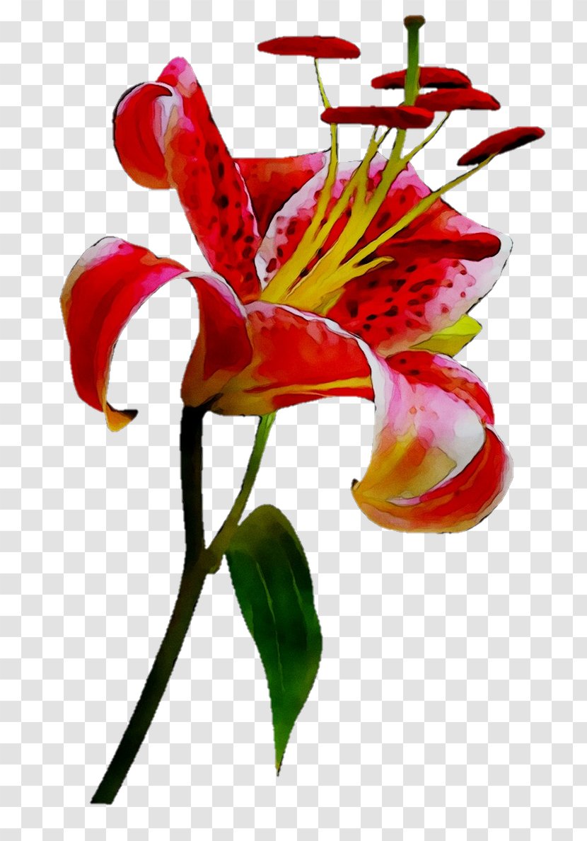 Floral Design Cut Flowers Alstroemeriaceae Plant Stem - Artificial Flower - Yellow Canada Lily Transparent PNG