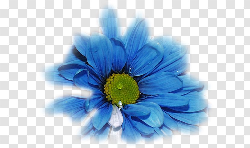 Flower TinyPic Blue Rose Desktop Wallpaper - Yellow Transparent PNG