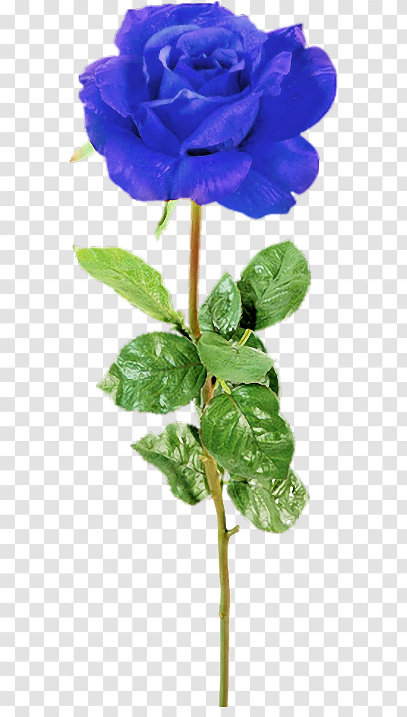 Garden Roses Cabbage Rose Blue Flower Transparent PNG
