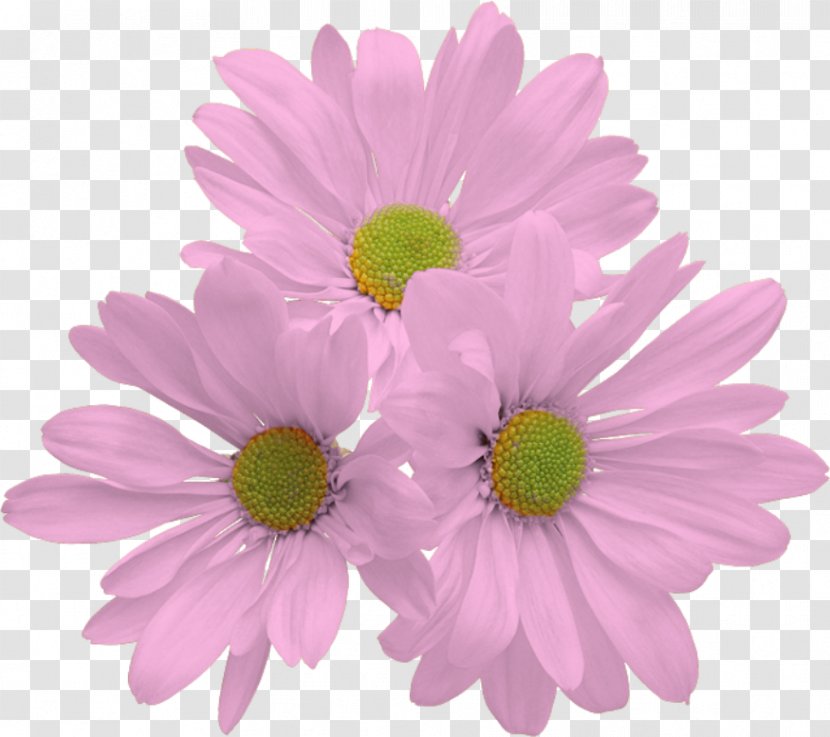 Flower Clip Art - Marguerite Daisy Transparent PNG