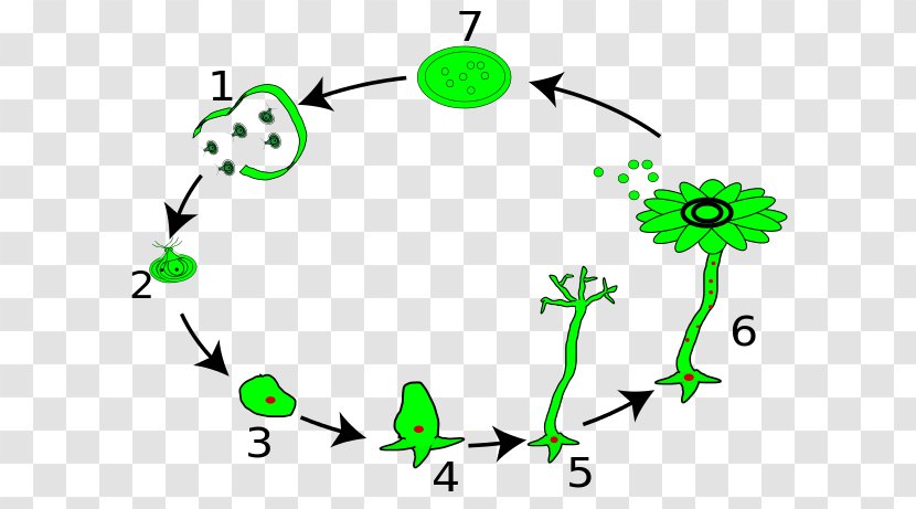 Acetabularia Acetabulum Algae Biological Life Cycle Ulvophytes - Artwork - Unicellular Organism Transparent PNG