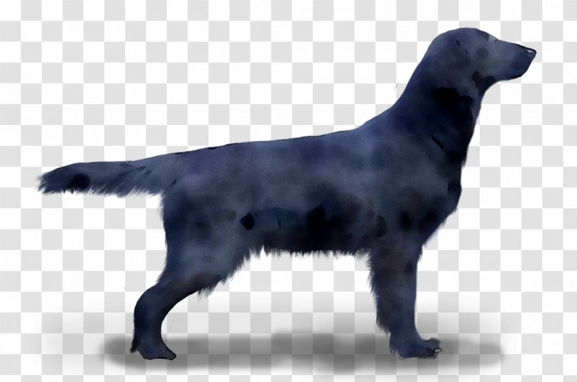 Flat-coated Retriever Labrador Dog Breed Borador - Vertebrate - Sporting Group Transparent PNG