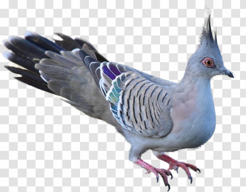 Bird Mainland Australia Crested Pigeon Rock Dove - Galliformes - Peacock Feather Transparent PNG