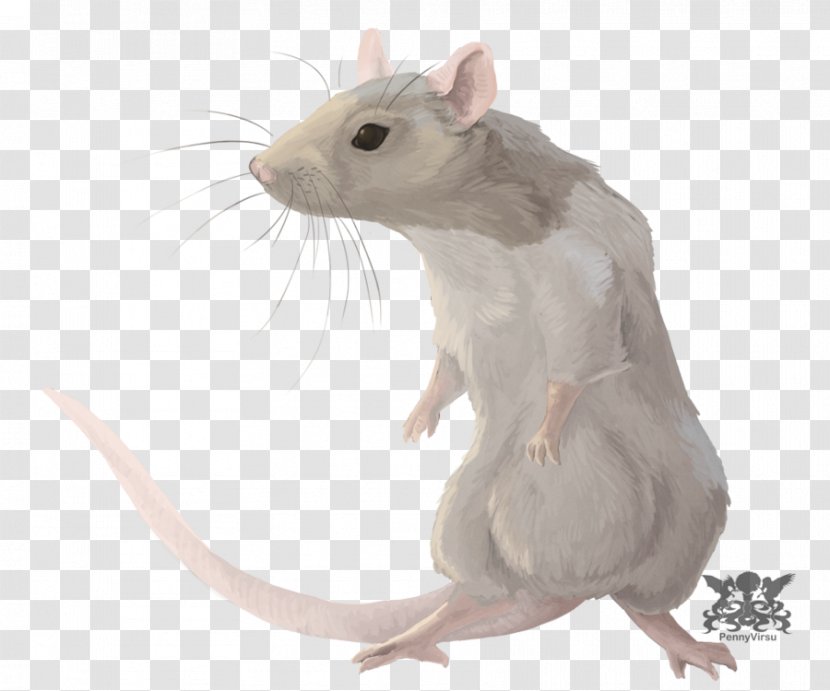 Rat Chinese Zodiac Astrological Sign Horoscope - Whiskers Transparent PNG