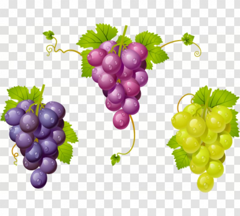 Grape Wine Kyoho La Cura De Uva Zante Currant - Seed Extract Transparent PNG