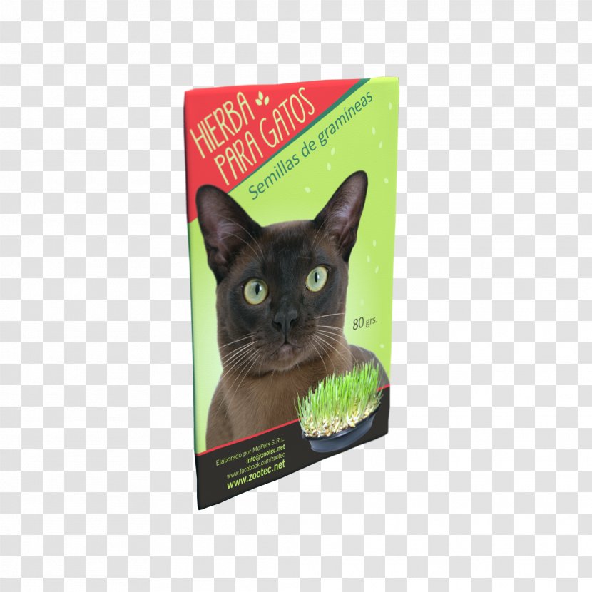 Korat Kitten Whiskers Dog Food - Cat Transparent PNG
