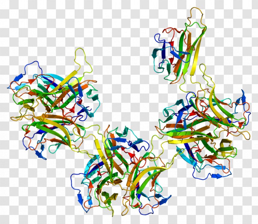 B-cell Activating Factor Systemic Lupus Erythematosus Belimumab Disease Pharmaceutical Drug - Tree - Heart Transparent PNG