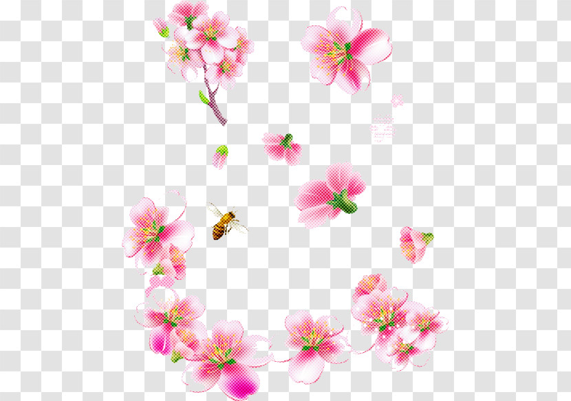 Cherry Blossom Transparent PNG