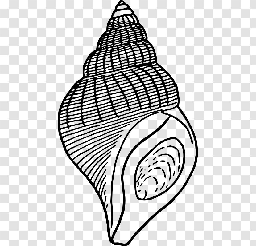 Seashell Drawing Clip Art - Shankha Transparent PNG