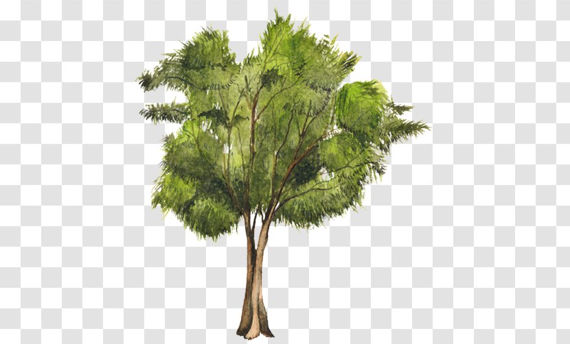 Tree Casuarina Equisetifolia Woody Plant Pine - Grass - Arboles Transparent PNG