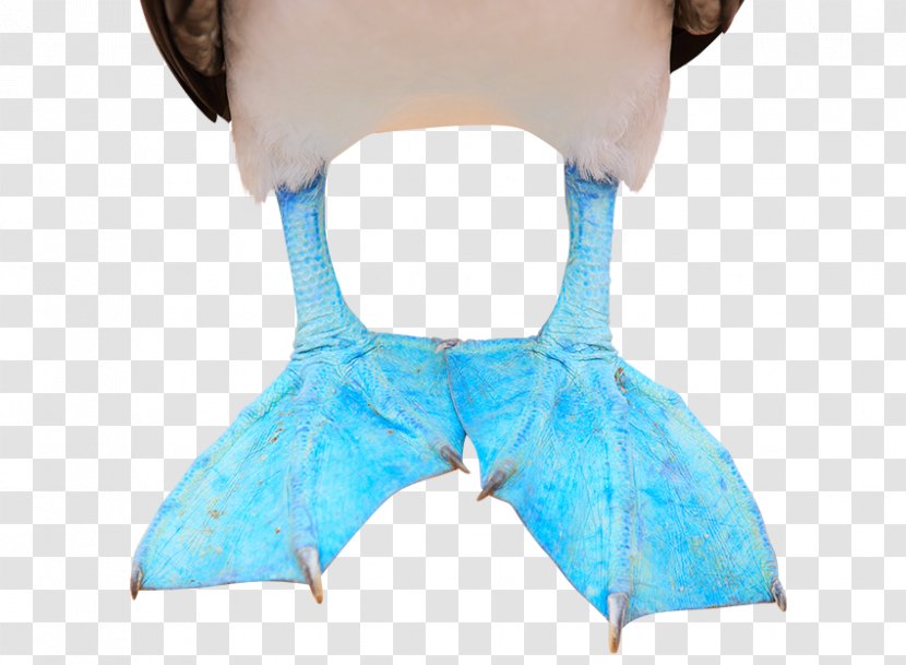Turquoise Neck - Two Feet Transparent PNG