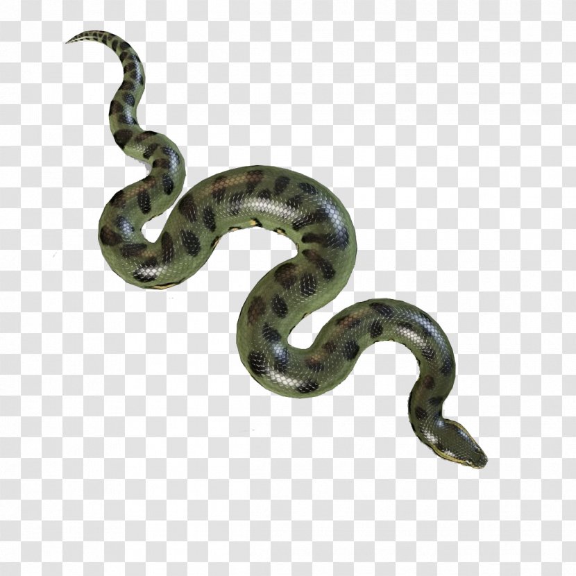Green Grass Background - 3d Computer Graphics - Snake Colubridae Transparent PNG