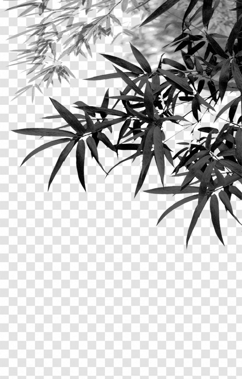 Bamboo Download Computer File - Twig - Leaves Transparent PNG