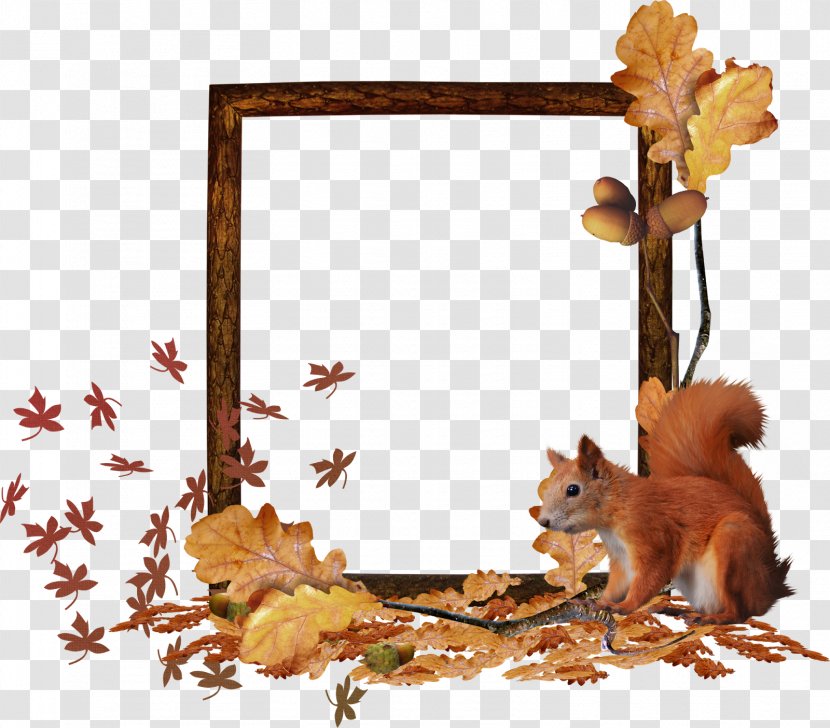 Squirrel Fauna Picture Frames Wildlife Tail - In Fall Transparent PNG