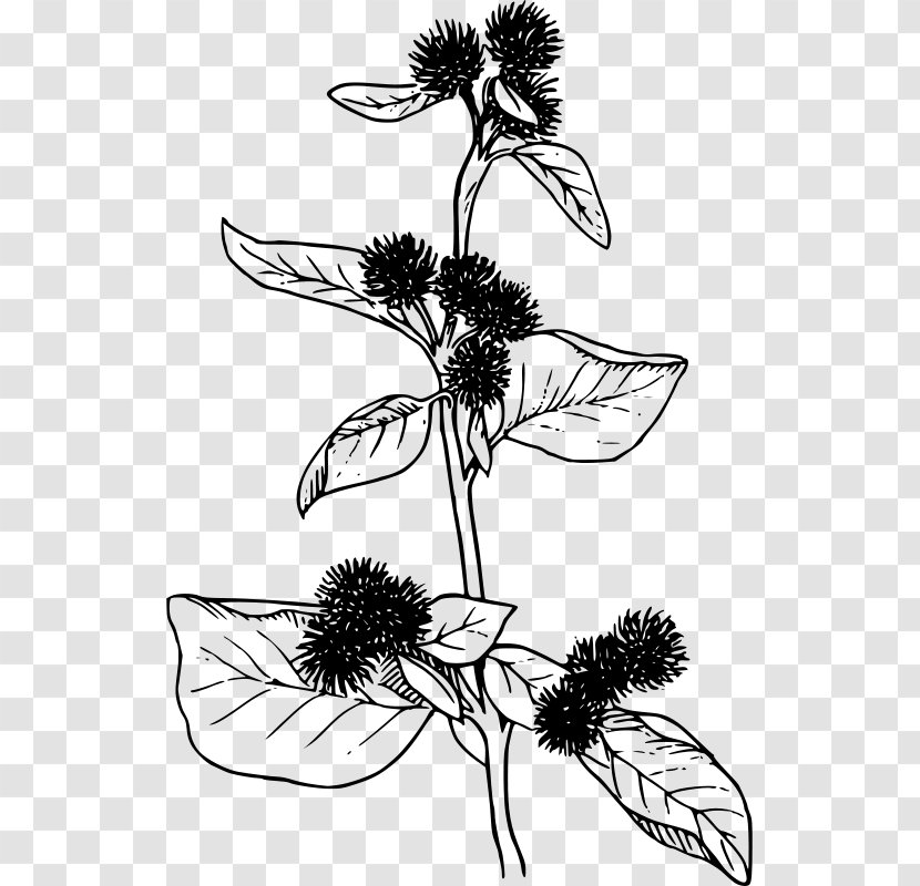 Greater Burdock Clip Art - Black And White - BURDOCK Transparent PNG