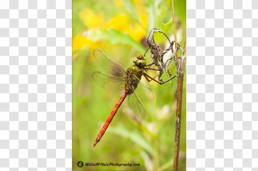Insect Dragonfly Invertebrate Pest Arthropod - Membrane Transparent PNG