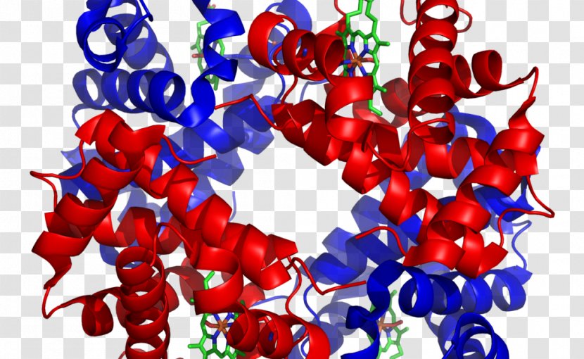 Protein Quaternary Structure Tertiary Secondary - Frame - Fisik Transparent PNG