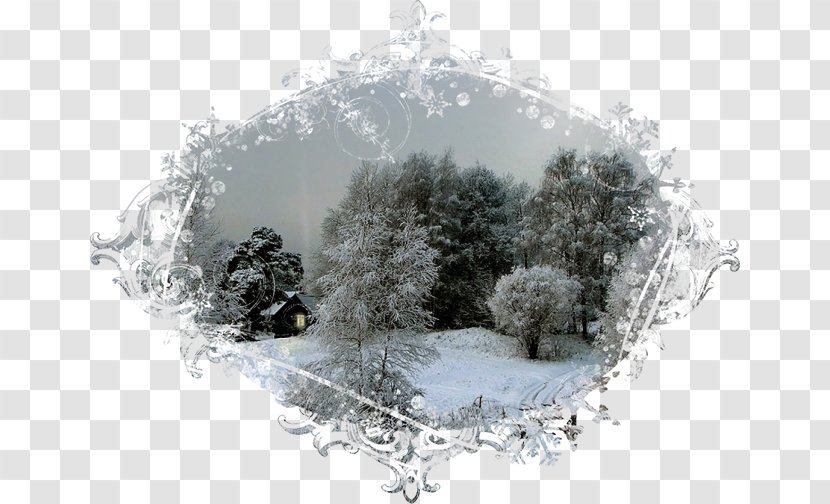 Tree Winter - Snow Transparent PNG