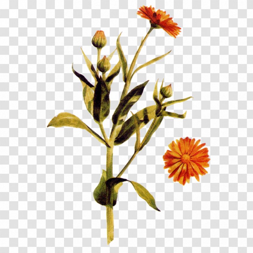 Flowers Background - English Marigold - Perennial Plant Orange Hawkweed Transparent PNG