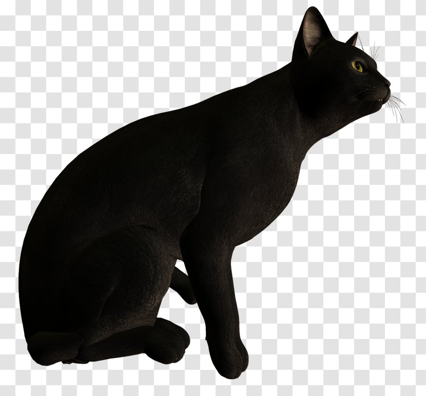 Black Cat Bombay Malayan Korat Domestic Short-haired - Kitten - Backrownd Transparent PNG