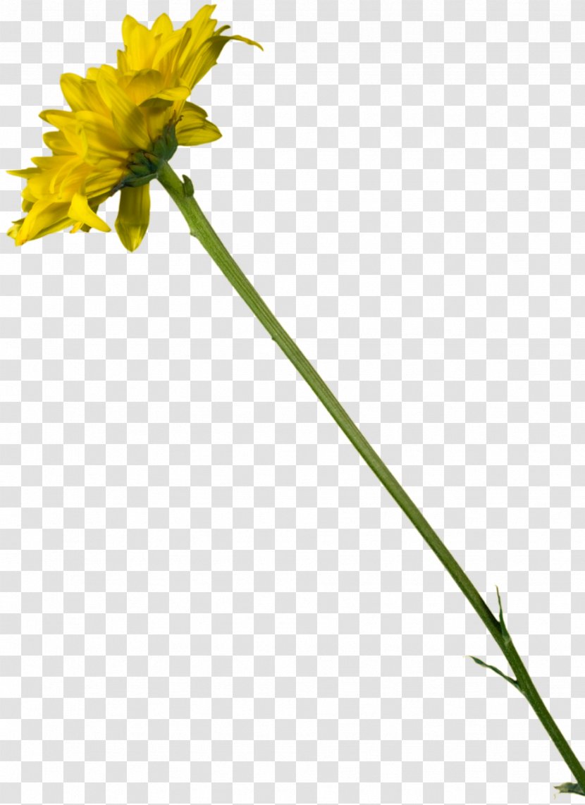 Dandelion Cut Flowers Plant Stem Transparent PNG