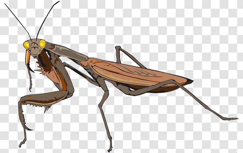 Insect Mantidae Animal Antenna Transparent PNG