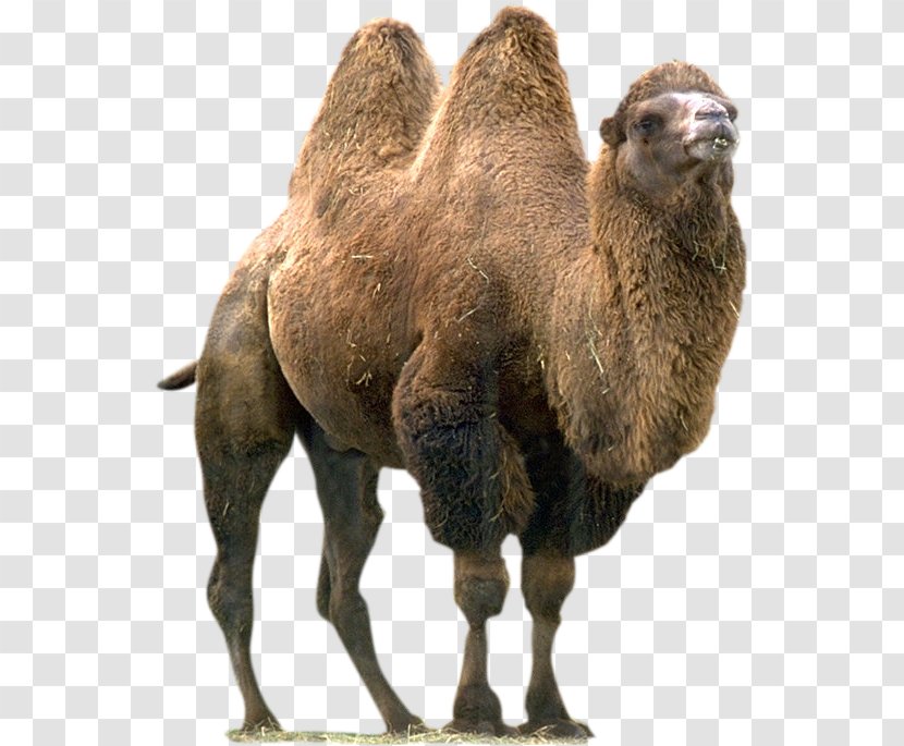 Wild Bactrian Camel Whole Stuffed Dromedary Eye Of A Needle - Snout - Wildlife Transparent PNG