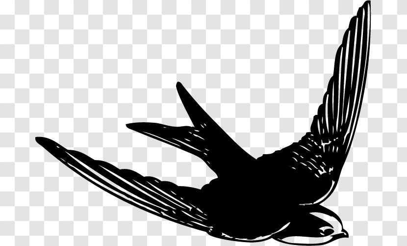 Swallow Beak Feather Eagle Silhouette - Bird Transparent PNG