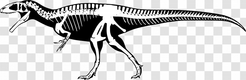 Torvosaurus Tyrannosaurus Portugal Skeleton Animal - Tail - Velociraptor Transparent PNG