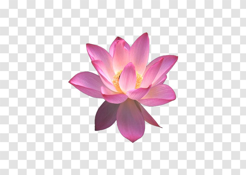 Nelumbo Nucifera Egyptian Lotus Lutea Clip Art - Sacred Transparent PNG